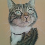 Cat, pastel, painting, commission
