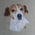 Jack Russell dog