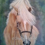 pony welsh stallion palomino