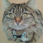 Cat, pastel, painting, Maine Coon
